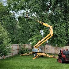 Best Tree Removal  in Gallipolis, OH