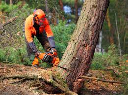 Best Emergency Tree Removal  in Gallipolis, OH