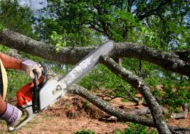 Best Tree and Shrub Care  in Gallipolis, OH