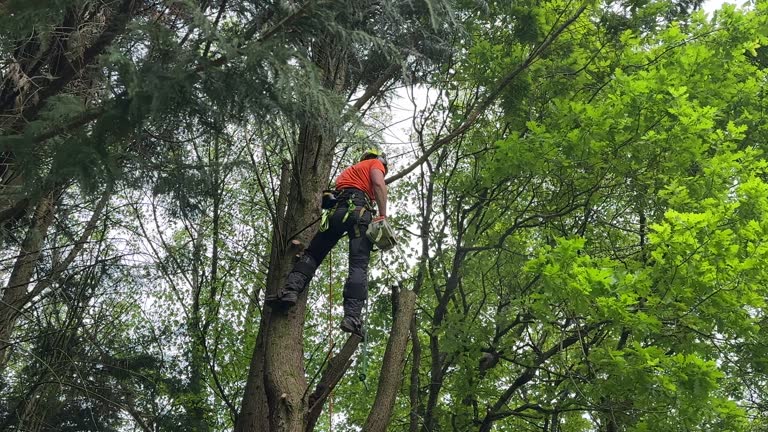 Best Tree Mulching  in Gallipolis, OH