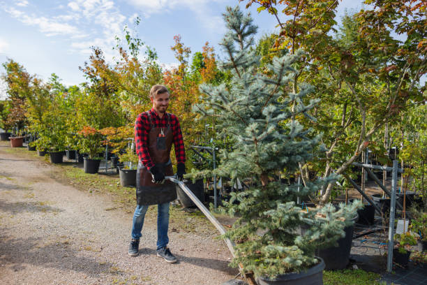 Best Hazardous Tree Removal  in Gallipolis, OH