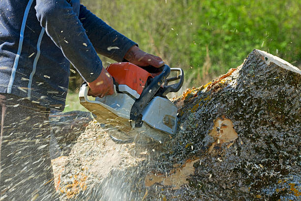 Best Palm Tree Trimming  in Gallipolis, OH